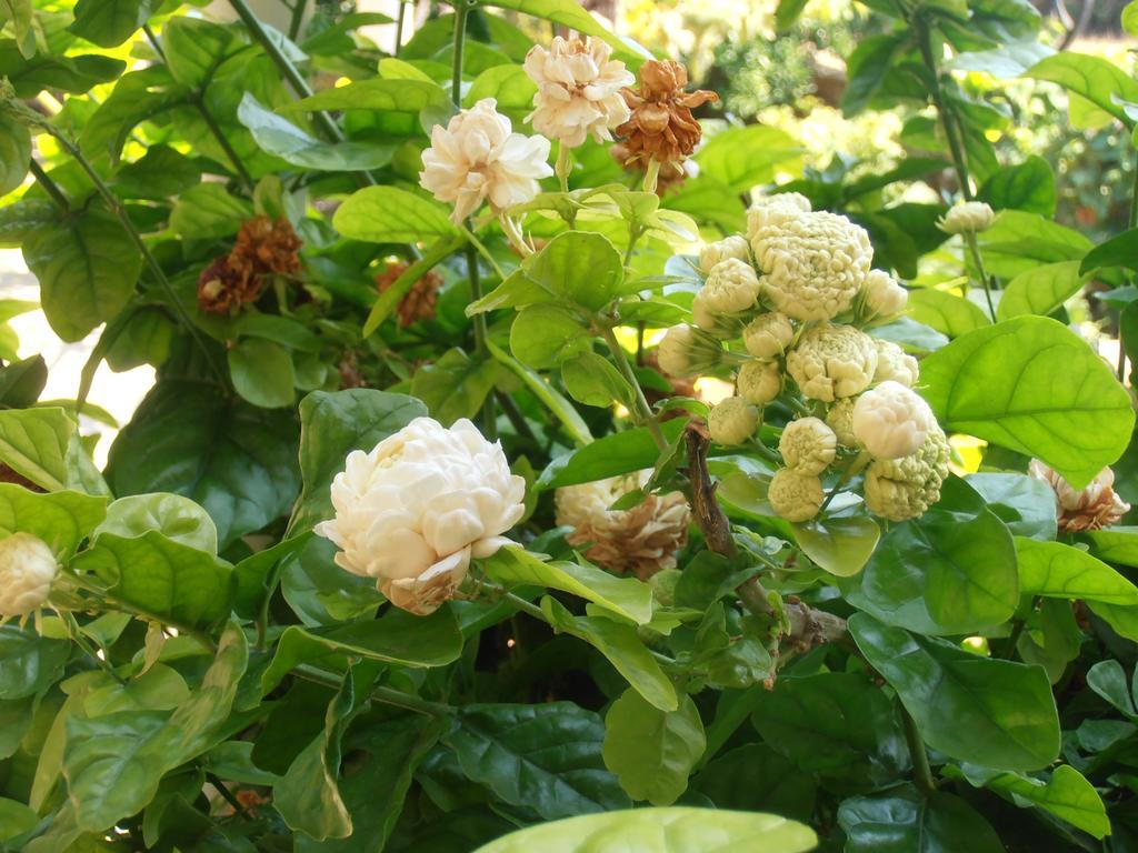 Pontinos Villa Míloi Rum bild